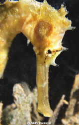 Seahorse Portrait by Adolfo Maciocco 